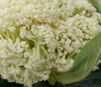 爱吃花菜的要留意,有机菜花就是散菜花吗?"散花"和"紧花"有啥区别