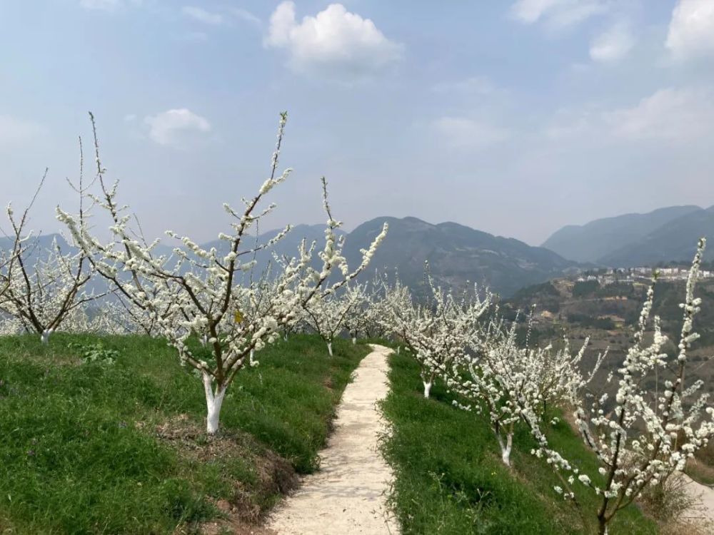 龙溪镇围绕五个一目标全面推进乡村振兴