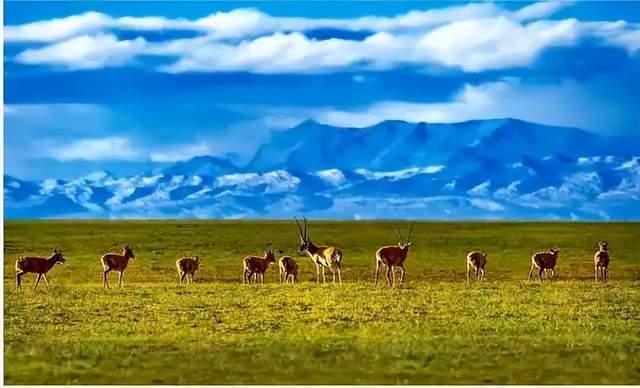 旅游景点介绍美丽的可可西里不去看一下会后悔的旅游景点