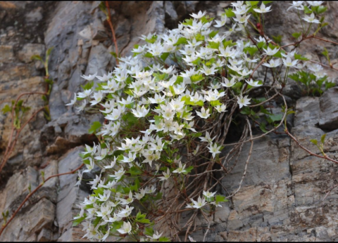 壹现场丨槭叶铁线莲现身京冀交界处巡护者说明环境越来越好