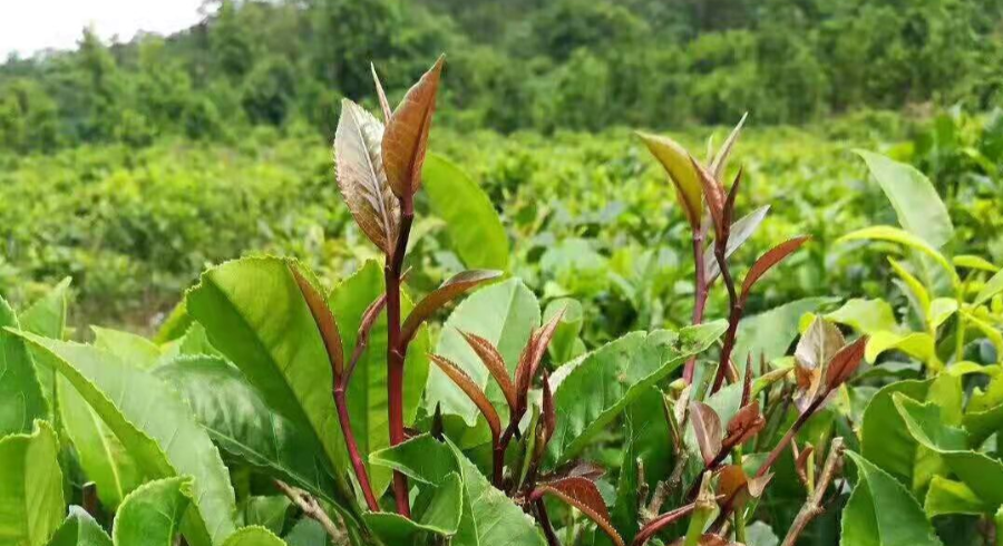 姑辽茶"我们村去年扩种了300亩姑辽茶,平均每户农户收入10万元以. .