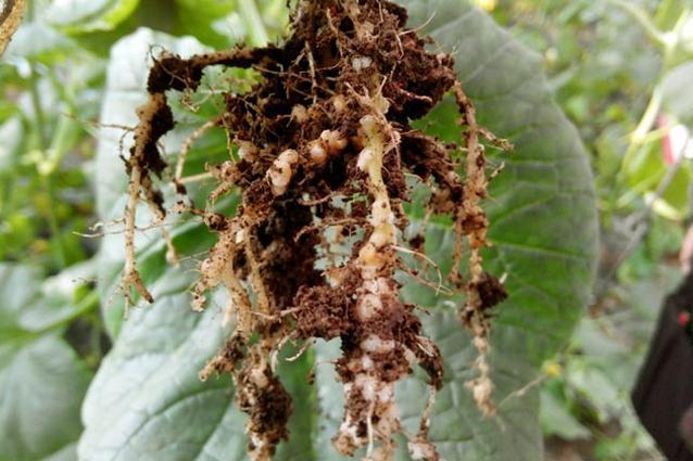 连作蔬菜危害严重,特别是瓜类,茄果类,葫芦科类等,比如西瓜,黄瓜,苦瓜