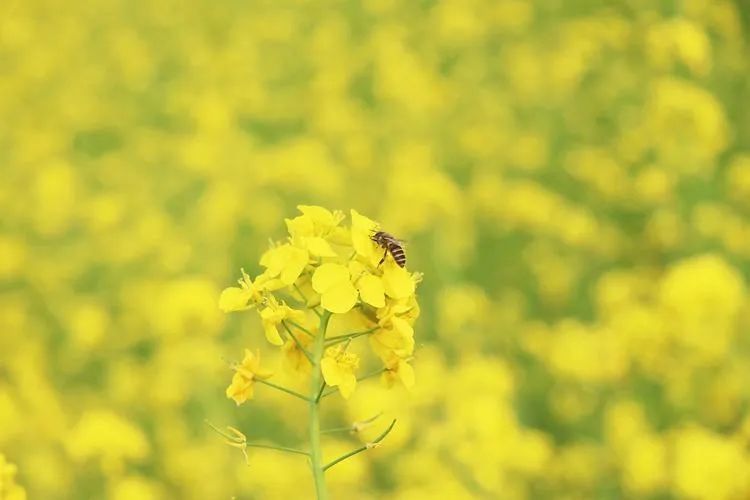 精选诗歌故乡三月的油菜花