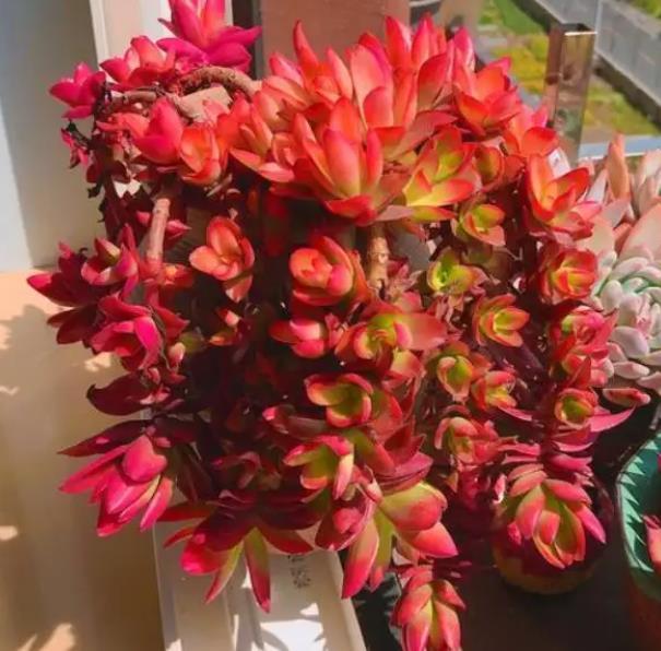 "靠天吃饭"的多肉火祭,丢室外不管,过段时间叶片红艳,惊喜