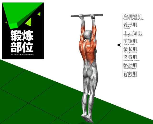 引体向上练背没感觉?那是你没有掌握这一点|引体向上|肩胛骨|背阔肌
