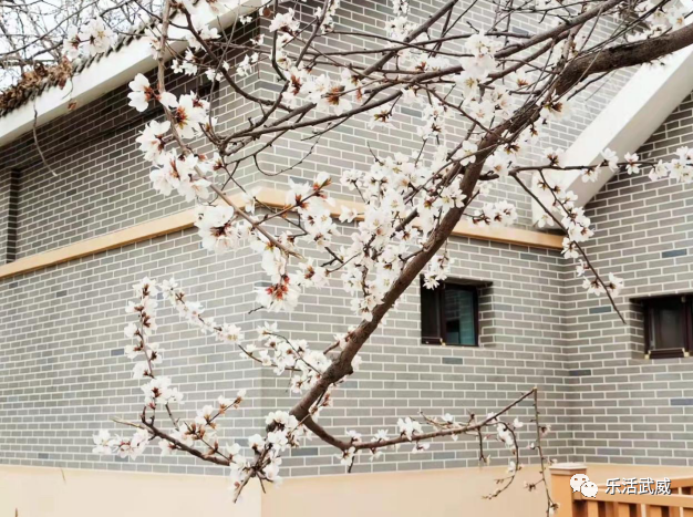 所有人 桃红柳绿 武威的春天就这么美 腾讯新闻