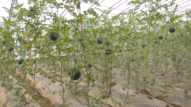 麦盖提县希依提墩乡英吾斯塘村村民曹明平说道:"我承包了7座大棚,分别