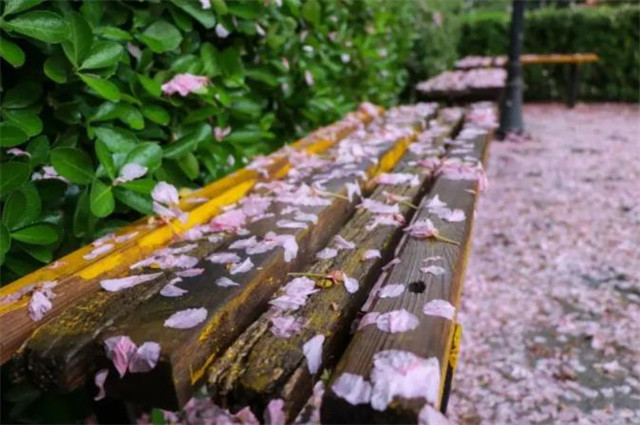 宁静芳草落花六首:径闲芳草合,空山正落花