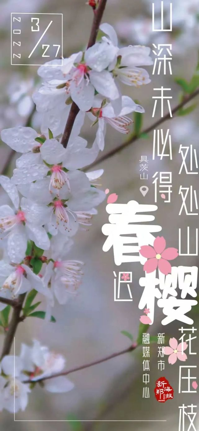 新郑海报山深未必得春迟处处山樱花压枝