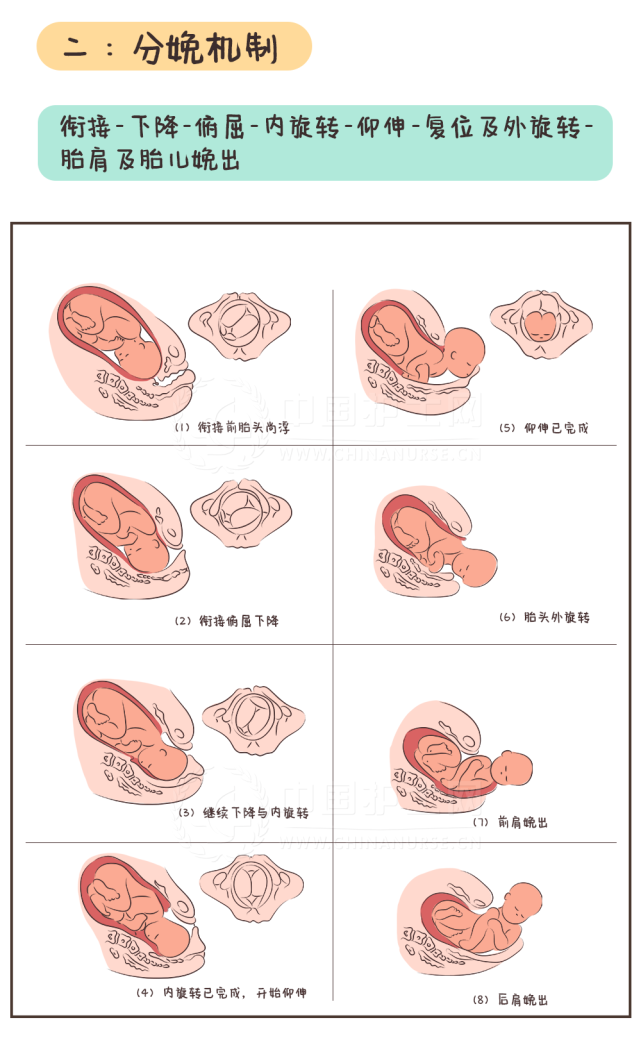 漫畫|胎位與分娩機制