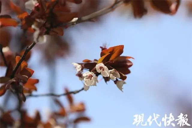 你在朋友圈发的 樱花 有可能是红叶李 专家教你分辨 腾讯新闻