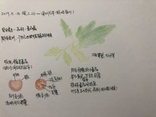 自然筆記的本質是一種基於科學觀察的,以圖畫和文字結合的實驗記錄和