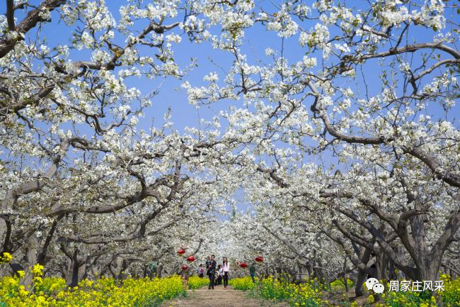 每日一景晉州美周家莊鄉觀光園百花盛開人間四月天