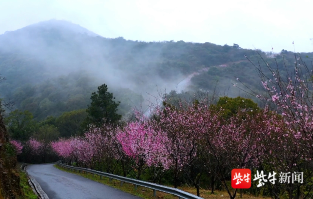【视频】春雨如酥,看苏州光福潭山一路花开