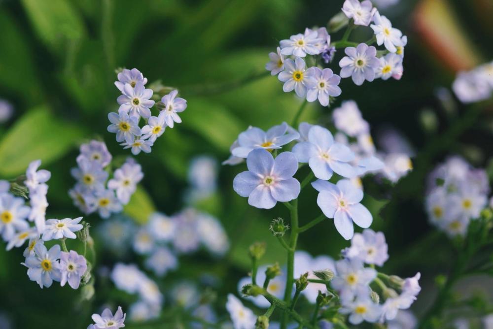 有 不凋花 之称的勿忘我 盆栽如何养护 腾讯新闻