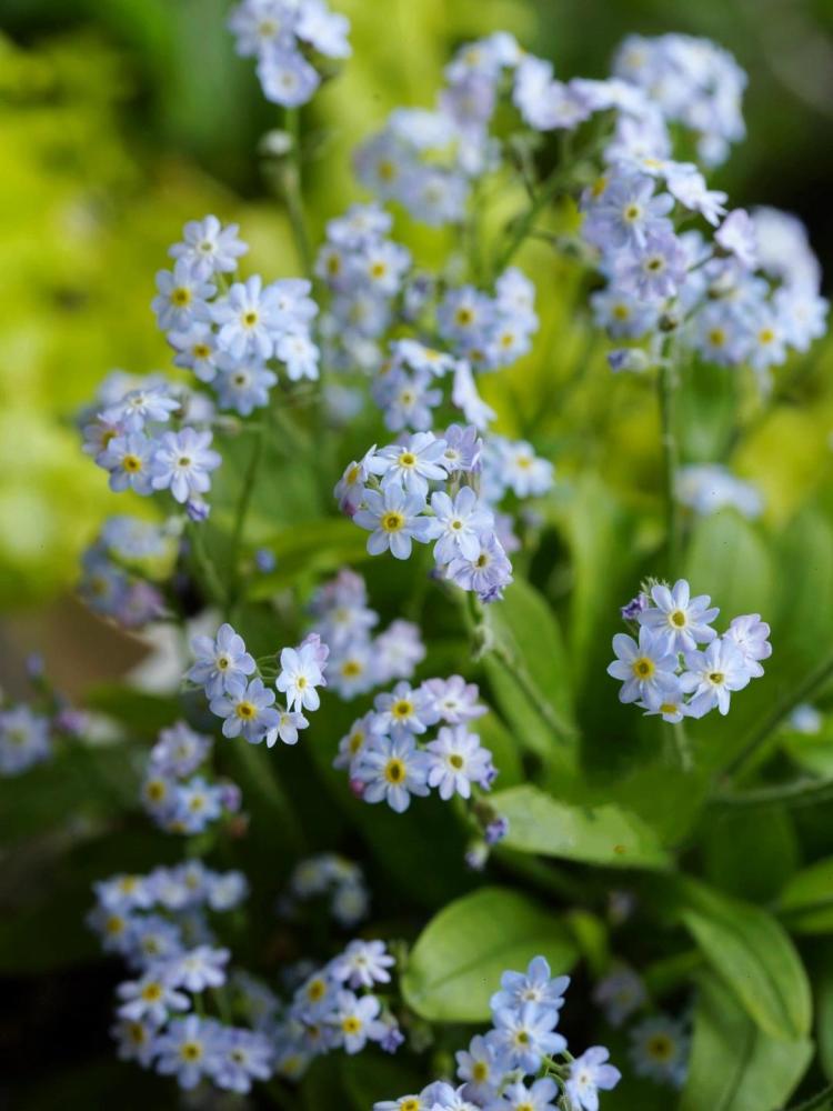 有 不凋花 之称的勿忘我 盆栽如何养护 腾讯新闻