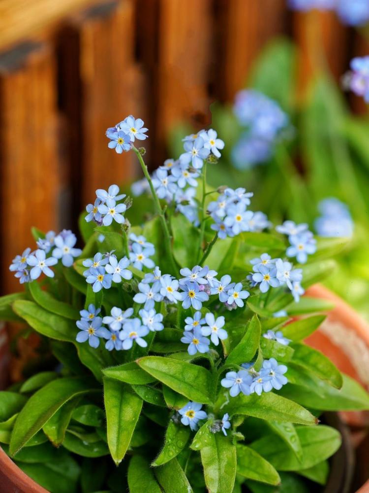 有 不凋花 之称的勿忘我 盆栽如何养护 腾讯新闻