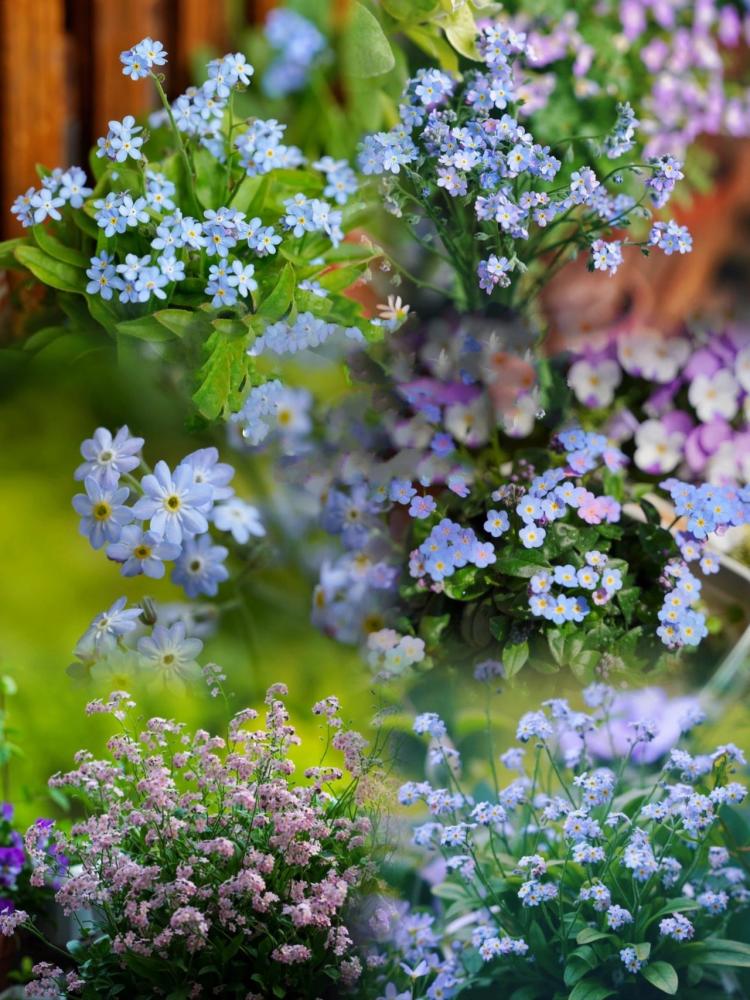 有 不凋花 之称的勿忘我 盆栽如何养护 腾讯新闻