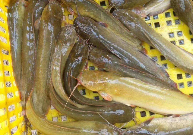 有网友分享自己的做法,先用本土塘鲺也就是塘角鱼煲黑豆汤,煲完汤之后