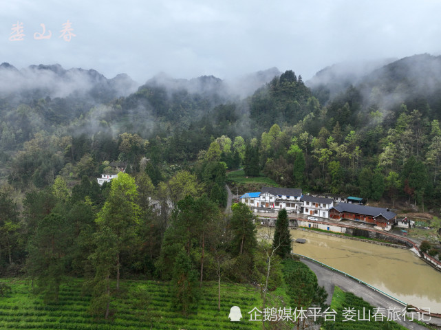 貴州省遵義市鳳岡縣婁山春茶葉專業合作社有機茶加工廠.