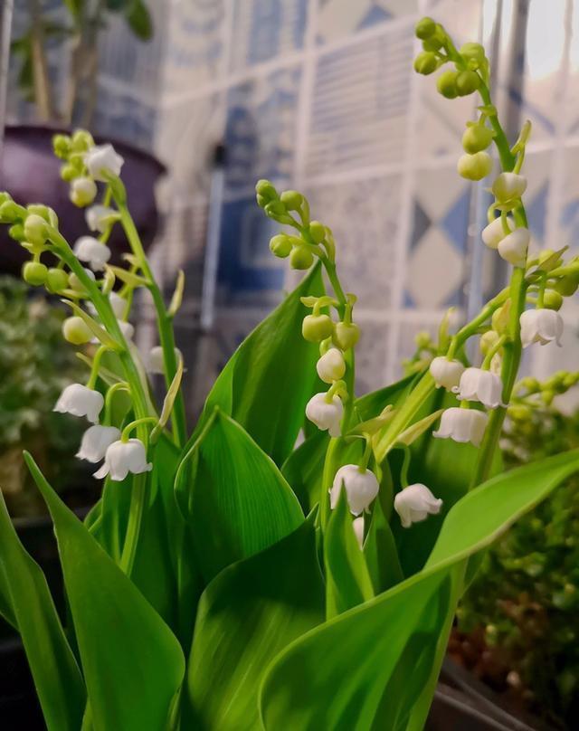 小眾植物