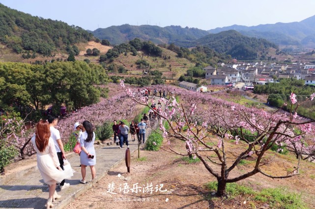 浙江這裡的桃花開了人面桃花相映紅成為寧波網紅景點免費玩