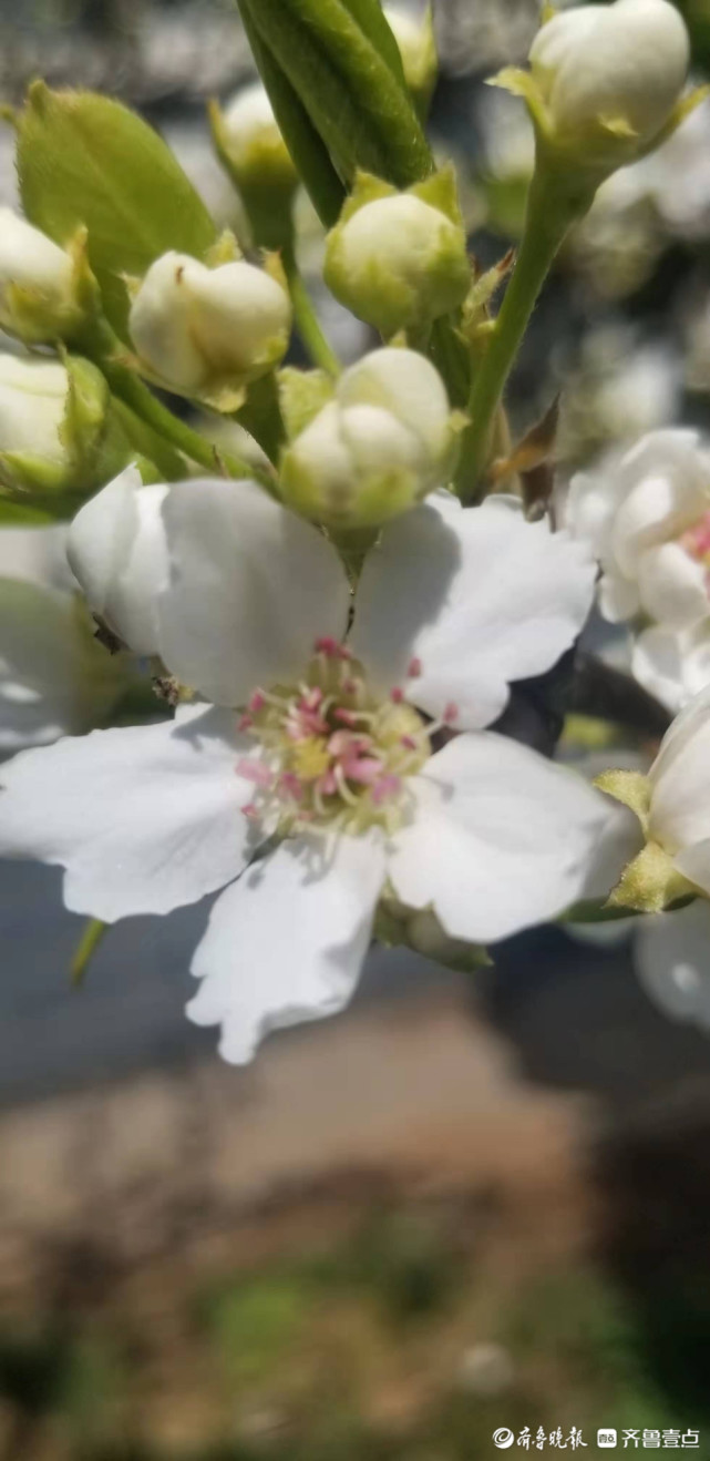 驿路梨花处处开