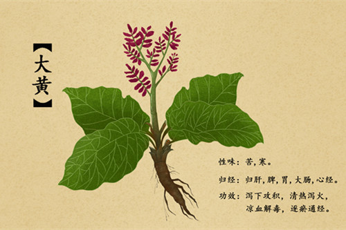 身怀"洪荒之力"的猛将军—大黄