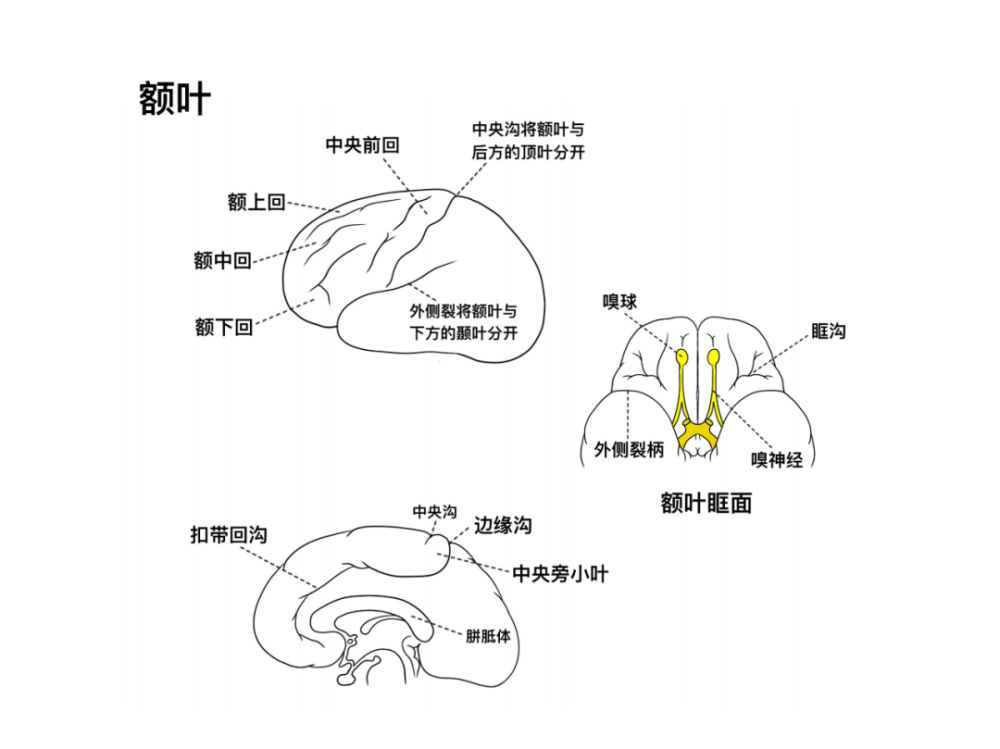 顶叶功能受损格斯特曼综合征躯体运动和感觉中枢变形的人体图「小矮人