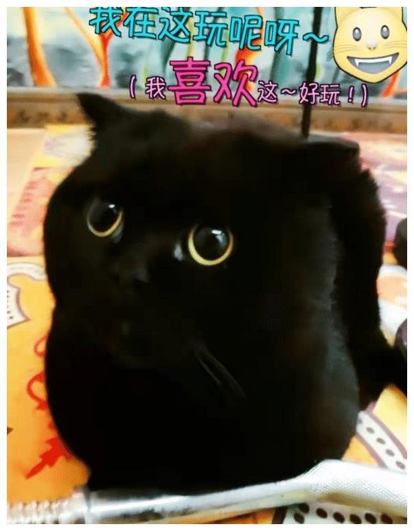 19年3月份的第一个关于千岁岁的视频,就引起了不少