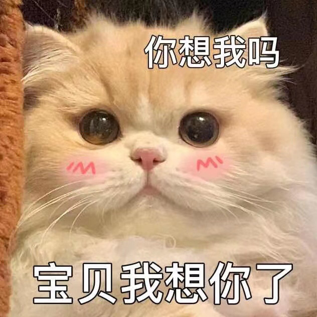 猫咪表情包:老婆我的老婆呢