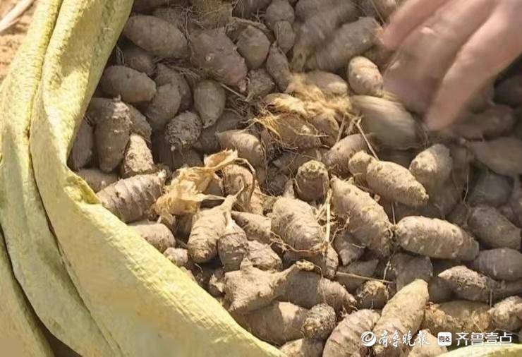 据介绍,胰岛果易于种植,开春3-4月开始种植,适应性很强,生长旺盛,夏天