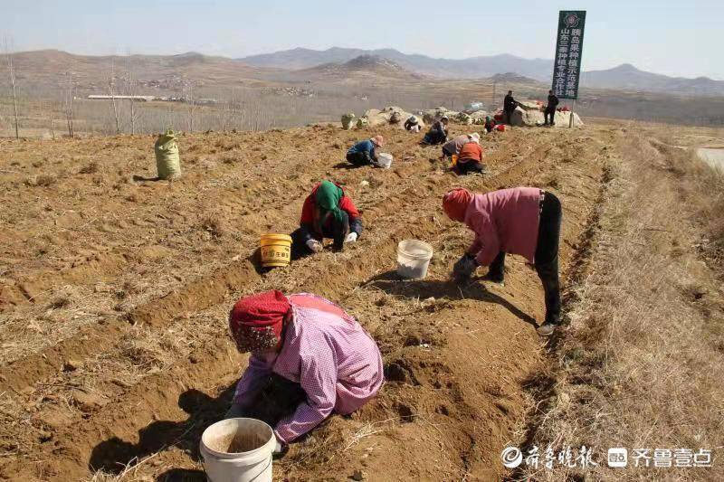 新泰市石莱镇初春丰收"胰岛果",亩均收入一万元_腾讯新闻