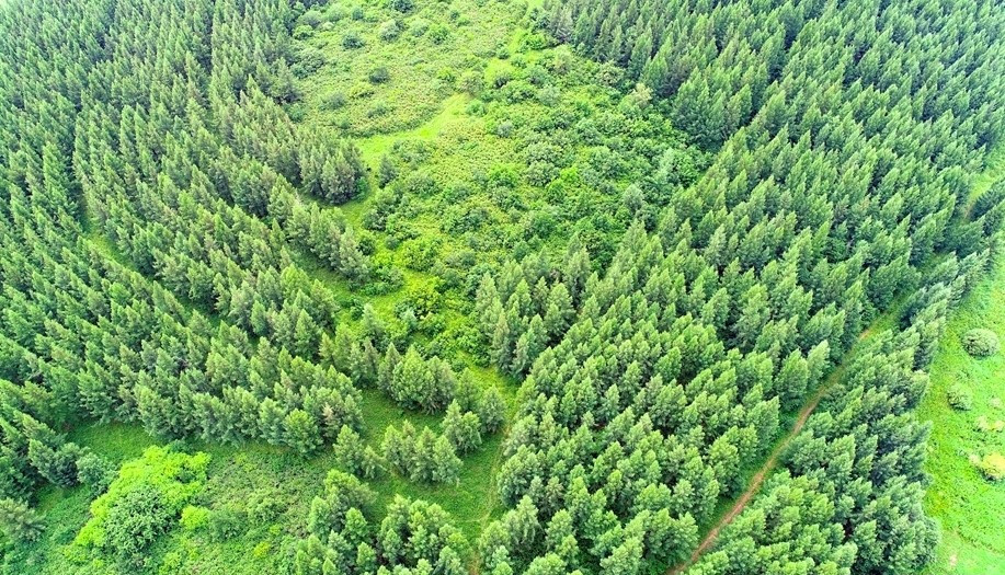 森林资源增长支撑双碳目标
