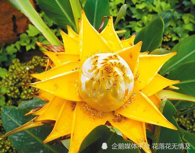 6种 富贵花 名字带金 晒晒太阳 金光闪闪 很吉利 好运道 腾讯新闻