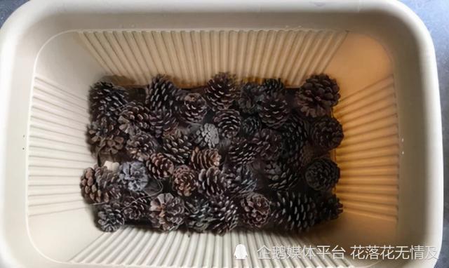 花盆放4种 小垃圾 解决大问题 不怕积水 不再烂根 养花棒 养花 松塔 烂根