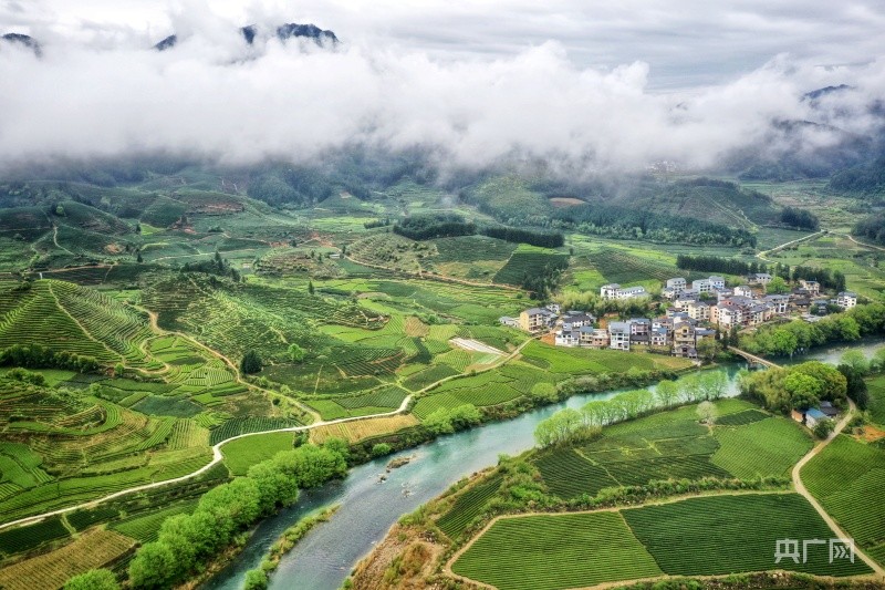 福建武夷山星村镇茶园抽新绿迎接制茶季