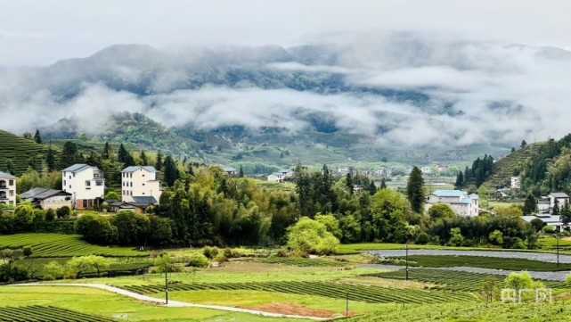 福建武夷山星村镇:茶园抽新绿 迎接制茶季_腾讯新闻