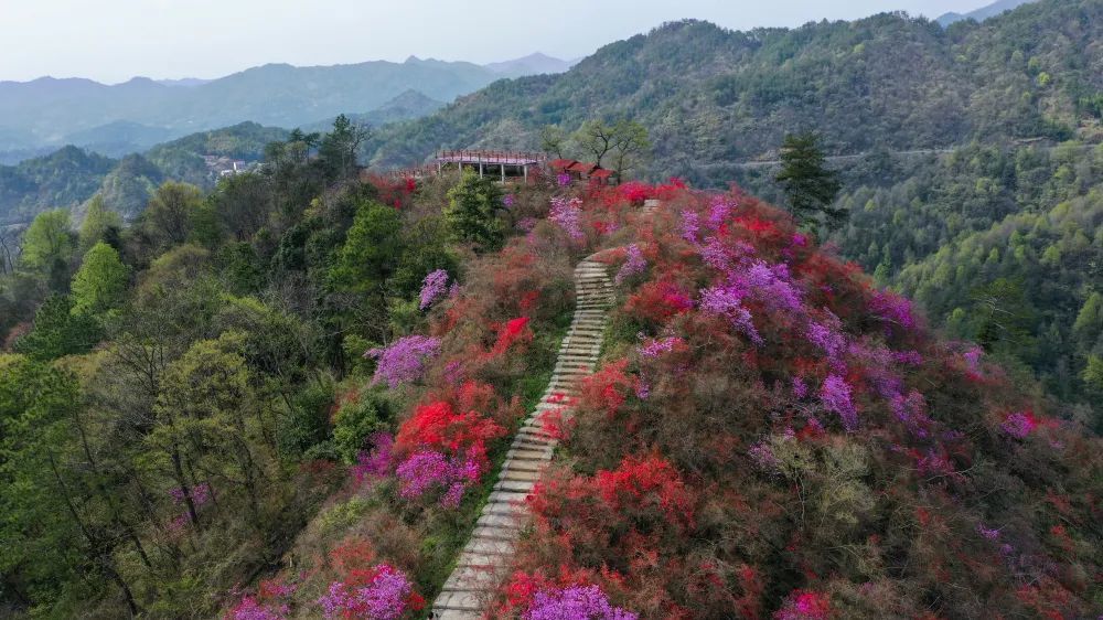 大饱眼福岳西这里的杜鹃花海绝美