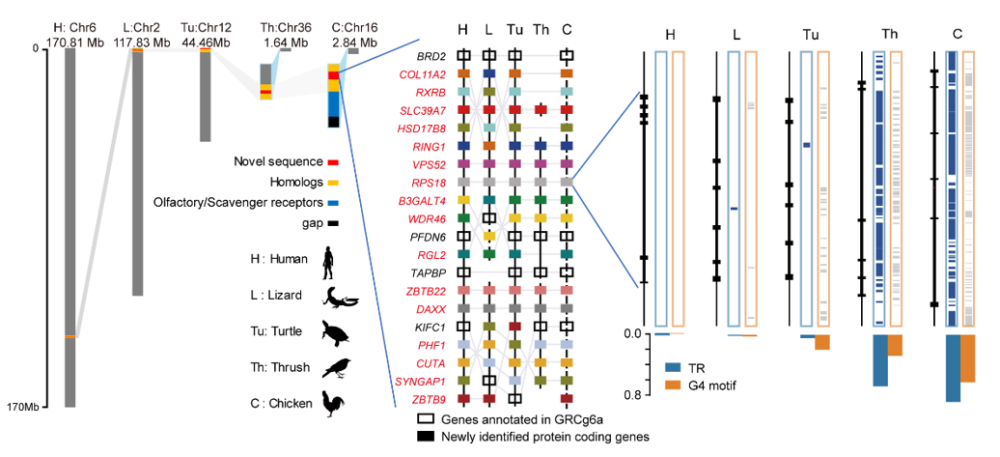 图2:鸡16号染色体上新发现的编码基因与人,蜥蜴,龟和画眉的共线性分析