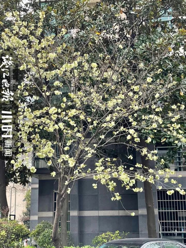 一整个被美住了 杭城业主晒图 西湖边 国宝 绿樱花 我们小区也有 腾讯新闻