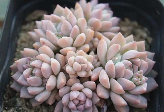 春天养多肉子持白莲,掌握3个要点,养成漂亮的悬崖桩