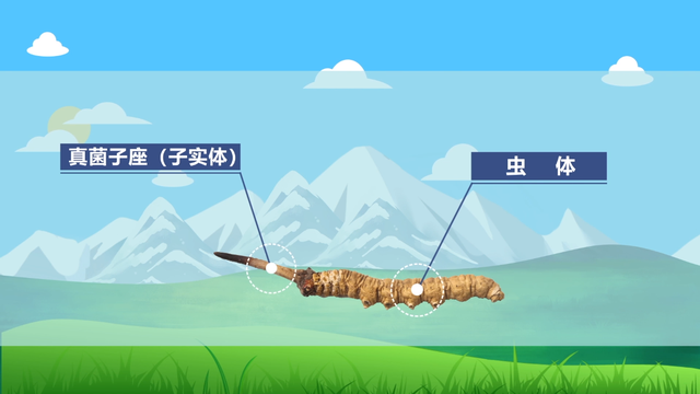 高原海拔四千米以上的高山草甸中,由虫体与从虫体头部长出的真菌子座