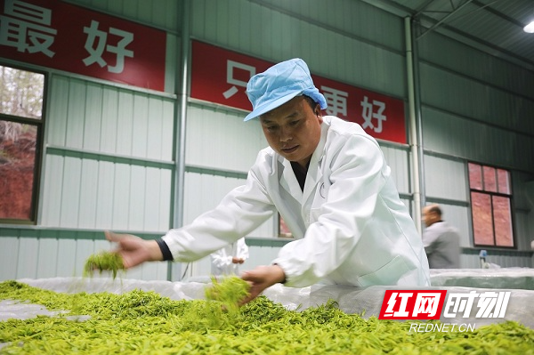 湖南新田嫩芽吐綠採茶忙群眾增收添新路