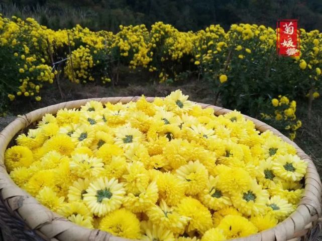 全国包邮【江西婺源皇菊】25克/罐,约60-90朵,一朵泡一杯!