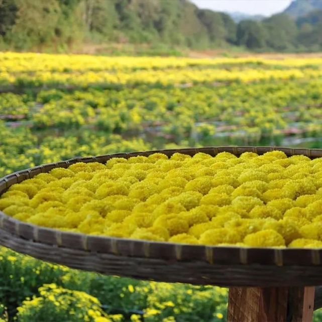 全国包邮【江西婺源皇菊】25克/罐,约60-90朵,一朵泡一杯!