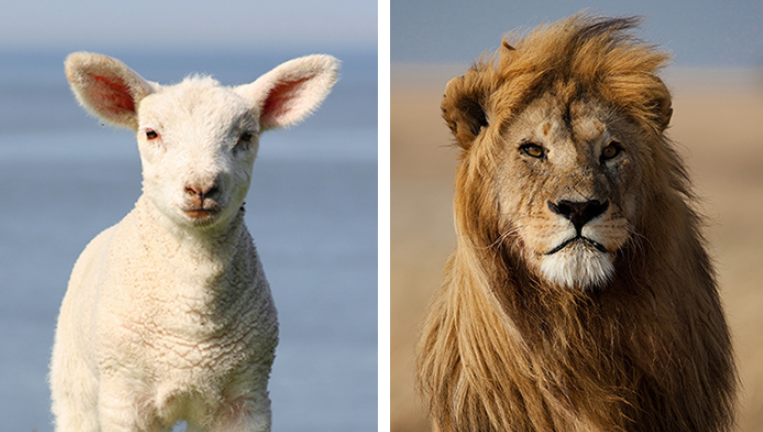 英语里为啥用“狮子”和“小羊”描述三月_腾讯新闻插图