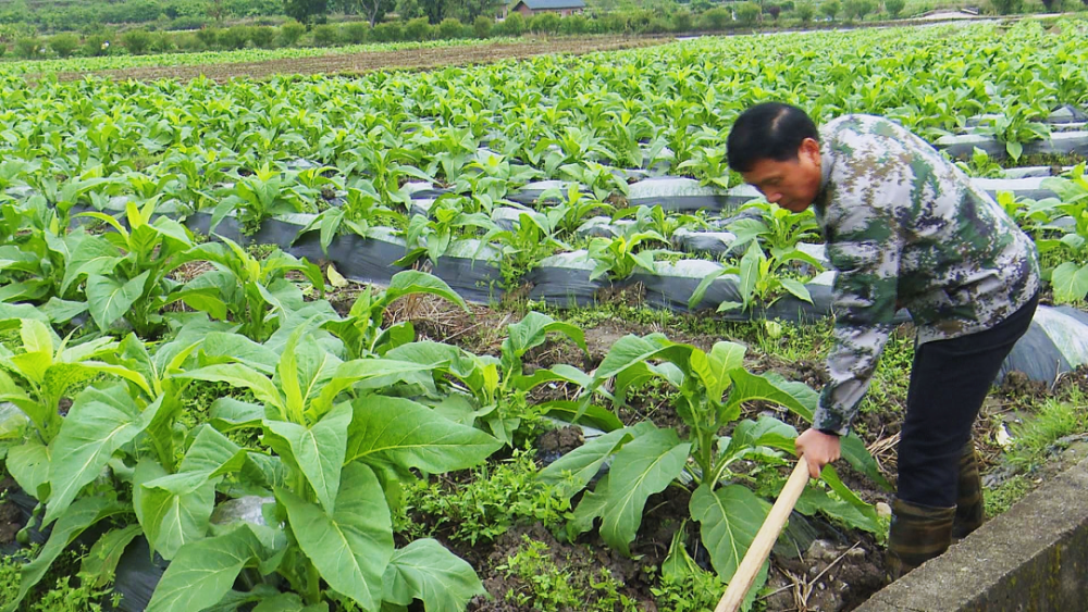 他2021年成立了烟叶种植专业合作社,方便全村烟农在用工,技术服务等