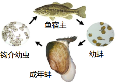 河蚌的幼虫为钩介幼虫图片