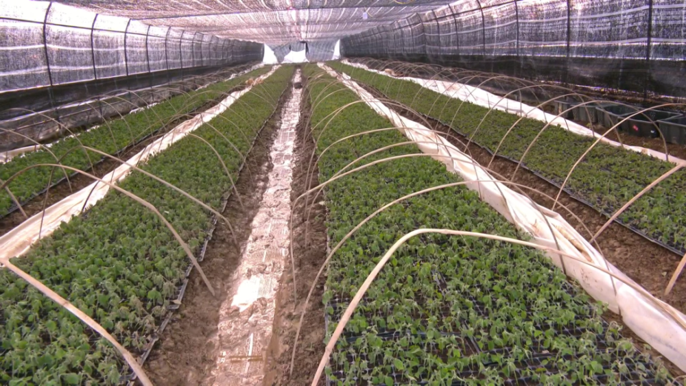 热柘引进广东广天梵谷农业科技有限公司发展广藿香产业种下广霍香致富